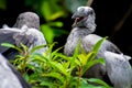 Openbill Stork chicks in a bird sanctuary