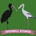 Openbill stork genus cartoon bird