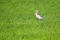 Openbill stork in paddy field Royalty Free Stock Photo