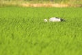 Openbill stork in paddy field Royalty Free Stock Photo