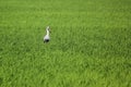 Openbill stork in paddy field Royalty Free Stock Photo