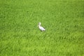 Openbill stork in paddy field Royalty Free Stock Photo