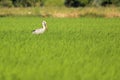 Openbill stork in paddy field Royalty Free Stock Photo