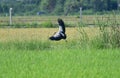 The openbill storks,Bird in Thailand.