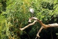 Asian openbill storks