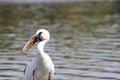 Openbill Royalty Free Stock Photo