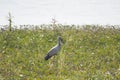 Openbilled Stork or Asian Open at the shore of Wetland Royalty Free Stock Photo
