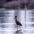 Openbilled Stork Royalty Free Stock Photo