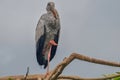 An Openbilled Stork standing on a tree branch Royalty Free Stock Photo