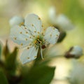 An opened apple blossom waiting for bees.