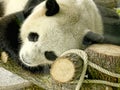 Panda in Zoological Gardens and Aquarium in Berlin Germany. The Berlin Zoo is the most visited zoo in Europe,