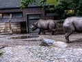 Rhinoceros in Berlin Germany