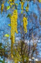 Opened birch catkins against the blue sky, in early spring