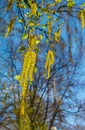 Opened birch catkins against the blue sky, in early spring