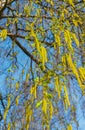 Opened birch catkins against the blue sky, in early spring