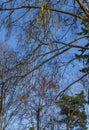 Opened birch catkins against the blue sky, in early spring