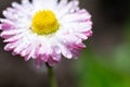 Opened blossoming daisy on blurred background, top view. Wet petals Royalty Free Stock Photo