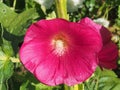 The opened Bud of mallow. Red flower petals. Bloom.