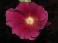 The opened Bud of mallow. Red flower petals. Bloom.