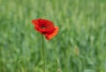 Opened bud of red poppy in wild field at summer time Royalty Free Stock Photo