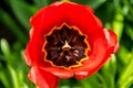 Opened bud of red tulip Royalty Free Stock Photo