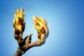 The Opened Buds On A Tree Branch. Green buds on a tree branch. First spring buds Royalty Free Stock Photo