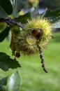 Opened castanea sativa, sweet chestnuts hidden in spiny cupules, tasty brownish nuts marron fruits Royalty Free Stock Photo