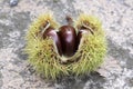 Opened castanea sativa, sweet chestnuts hidden in spiny cupules, tasty brownish nuts marron fruits Royalty Free Stock Photo