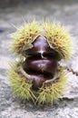 Opened castanea sativa, sweet chestnuts hidden in spiny cupules, tasty brownish nuts marron fruits Royalty Free Stock Photo