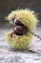 Opened castanea sativa, sweet chestnuts hidden in spiny cupules, tasty brownish nuts marron fruits