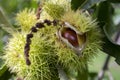 Opened castanea sativa, sweet chestnuts hidden in spiny cupules, tasty brownish nuts Royalty Free Stock Photo