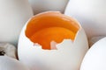 Opened chicken egg with yolk in cardboard tray among white eggs closeup Royalty Free Stock Photo