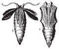 Opened and closed chrysalis engraving