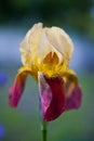 Opened CloseUp Iris Flower