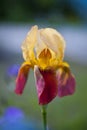 Opened CloseUp Iris Flower