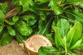 An opened coconut