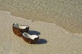 Opened coconut on the sandy beach