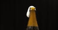 Opened cold bottle of beer. Cold beer on a black background