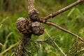 Opened Cupressus Macrocarpa Seed Pods