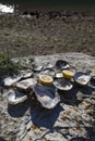 Opened empty oyster shells on sea coast