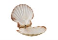 Opened empty scallop shell