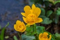 Opened flowers of the marigold Royalty Free Stock Photo