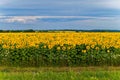 Opened flowers of sunflowers. beautiful place for a photo shoot