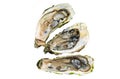 Opened Fresh oysters with lemon and ice in a plate. Isolated, white background.