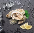 Opened fresh oysters on natural stone black slate plate with lemon slices. Flat lay