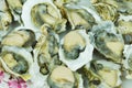 Opened Fresh Shucked Oysters ready for eating