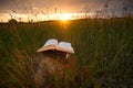 Opened hardback book diary, fanned pages on blurred nature lands