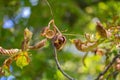 Opened horse chestnut Aesculus hippocastanum conker shell hanging from tree branch Royalty Free Stock Photo
