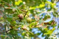 Opened horse chestnut Aesculus hippocastanum conker shell hanging from tree branch Royalty Free Stock Photo