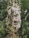 the opened inflorescences of ivan tea after flowering